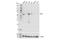 Interferon Regulatory Factor 5 antibody, 20261S, Cell Signaling Technology, Western Blot image 