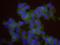 Minichromosome Maintenance Complex Component 3 antibody, NB100-289, Novus Biologicals, Proximity Ligation Assay image 