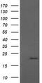 Anaphase Promoting Complex Subunit 11 antibody, LS-C174743, Lifespan Biosciences, Western Blot image 