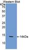 C-C Motif Chemokine Ligand 4 antibody, LS-C295259, Lifespan Biosciences, Western Blot image 