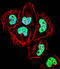 Zinc Finger Protein 155 antibody, LS-C160829, Lifespan Biosciences, Immunofluorescence image 