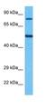 Granulin Precursor antibody, orb330767, Biorbyt, Western Blot image 