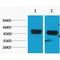 Sodium/potassium-transporting ATPase subunit beta-1 antibody, LS-C387605, Lifespan Biosciences, Western Blot image 