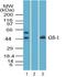 Growth Factor Independent 1 Transcriptional Repressor antibody, PA5-23495, Invitrogen Antibodies, Western Blot image 