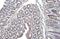 Integrin Subunit Beta 1 antibody, GTX636657, GeneTex, Immunohistochemistry paraffin image 