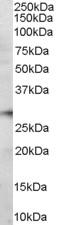 Programmed Cell Death 1 antibody, EB06753, Everest Biotech, Western Blot image 