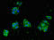 Zinc finger protein 645 antibody, LS-C682282, Lifespan Biosciences, Immunofluorescence image 