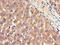 Adiponectin Receptor 1 antibody, LS-C498307, Lifespan Biosciences, Immunohistochemistry frozen image 