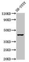 Opioid Receptor Mu 1 antibody, CSB-PA016361LA01HU, Cusabio, Western Blot image 