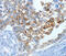 Mucin 15, Cell Surface Associated antibody, MBS2516536, MyBioSource, Immunohistochemistry frozen image 