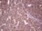 TNF Receptor Superfamily Member 18 antibody, NBP2-46156, Novus Biologicals, Immunohistochemistry paraffin image 