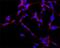 MAP2 antibody, GTX11267, GeneTex, Immunocytochemistry image 