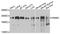 BAF180 antibody, STJ111920, St John