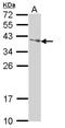 SAP30 Binding Protein antibody, NBP1-31695, Novus Biologicals, Western Blot image 