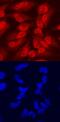 CCAAT/enhancer-binding protein epsilon antibody, MAB6726, R&D Systems, Immunofluorescence image 