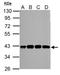 Schlafen Like 1 antibody, NBP2-20397, Novus Biologicals, Western Blot image 