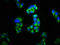 Potassium Two Pore Domain Channel Subfamily K Member 3 antibody, LS-C671562, Lifespan Biosciences, Immunofluorescence image 