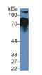 Complement Factor H antibody, LS-C730969, Lifespan Biosciences, Western Blot image 