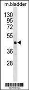 RNA Binding Motif Protein 41 antibody, 59-921, ProSci, Western Blot image 