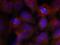 Synaptotagmin 2 antibody, GTX50250, GeneTex, Immunocytochemistry image 