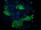 Vasodilator Stimulated Phosphoprotein antibody, LS-C785698, Lifespan Biosciences, Immunofluorescence image 