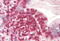 Coronin 1A antibody, MBS242433, MyBioSource, Immunohistochemistry paraffin image 