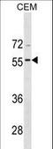 Bone Morphogenetic Protein 8a antibody, LS-C157584, Lifespan Biosciences, Western Blot image 