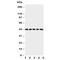 Prostaglandin E Receptor 1 antibody, R30660, NSJ Bioreagents, Western Blot image 
