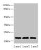 Signal Sequence Receptor Subunit 3 antibody, CSB-PA892358LA01HU, Cusabio, Western Blot image 