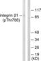 Integrin Subunit Beta 1 antibody, LS-C199123, Lifespan Biosciences, Western Blot image 