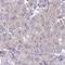 Eukaryotic Translation Initiation Factor 4B antibody, HPA046164, Atlas Antibodies, Immunohistochemistry frozen image 