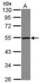 DExD-Box Helicase 39A antibody, GTX106001, GeneTex, Western Blot image 