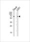 Transcriptional repressor protein YY1 antibody, LS-C203912, Lifespan Biosciences, Western Blot image 