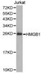 High Mobility Group Box 1 antibody, abx001990, Abbexa, Western Blot image 