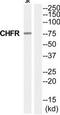 Checkpoint With Forkhead And Ring Finger Domains antibody, TA315604, Origene, Western Blot image 