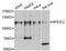 Nuclear Factor, Erythroid 2 Like 2 antibody, abx126237, Abbexa, Western Blot image 