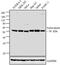 Podocalyxin Like antibody, 39-3800, Invitrogen Antibodies, Western Blot image 