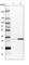 Glyoxalase Domain Containing 4 antibody, HPA021623, Atlas Antibodies, Western Blot image 