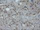 One Cut Homeobox 1 antibody, NBP1-47903, Novus Biologicals, Immunohistochemistry frozen image 