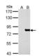 MX Dynamin Like GTPase 1 antibody, NBP1-33033, Novus Biologicals, Western Blot image 