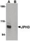 Junctophilin 3 antibody, PA5-20643, Invitrogen Antibodies, Western Blot image 