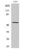 Zinc Finger And SCAN Domain Containing 25 antibody, GTX34315, GeneTex, Western Blot image 