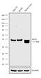 Arginase 1 antibody, 711765, Invitrogen Antibodies, Western Blot image 