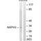 Neurexophilin 3 antibody, A14597, Boster Biological Technology, Western Blot image 