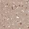 Optineurin antibody, NBP1-84683, Novus Biologicals, Immunohistochemistry paraffin image 