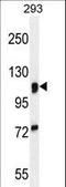 Mannosidase Alpha Class 2A Member 1 antibody, LS-C163982, Lifespan Biosciences, Western Blot image 