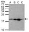 Rieske Fe-S Domain Containing antibody, NBP2-20136, Novus Biologicals, Western Blot image 