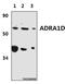 Adrenoceptor Alpha 1D antibody, GTX66799, GeneTex, Western Blot image 
