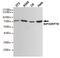 Heat Shock Protein Family A (Hsp70) Member 5 antibody, MBS475249, MyBioSource, Western Blot image 