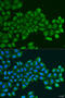Platelet Derived Growth Factor D antibody, 23-482, ProSci, Immunofluorescence image 